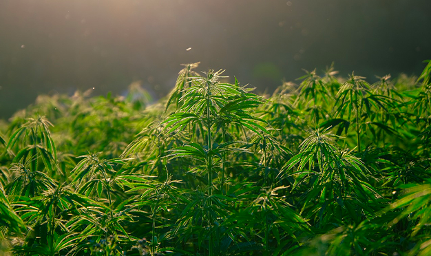 Allegrini-Rocchetti: “ Cannabis, la bocciatura del referendum una vittoria della vita”